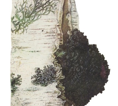 chaga_befungin